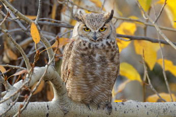 Картинка животные совы сова