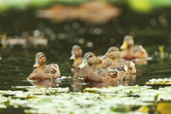 Картинка животные утки стая