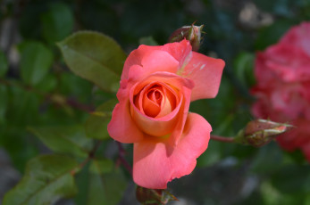 Картинка цветы розы розовая роза макро бутон