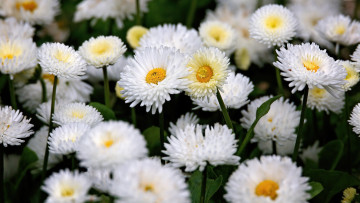 обоя цветы, маргаритки, белые, много