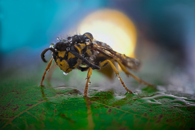 Обои картинки фото животные, пчелы,  осы,  шмели, оса