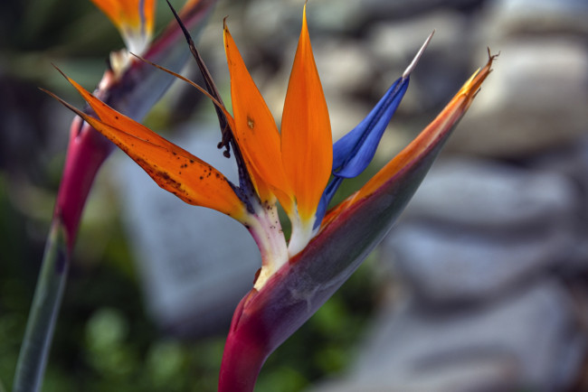 Обои картинки фото цветы, стрелиция , райская птица, экзотический, цветок