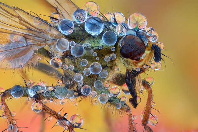 Обои картинки фото животные, насекомые, муха