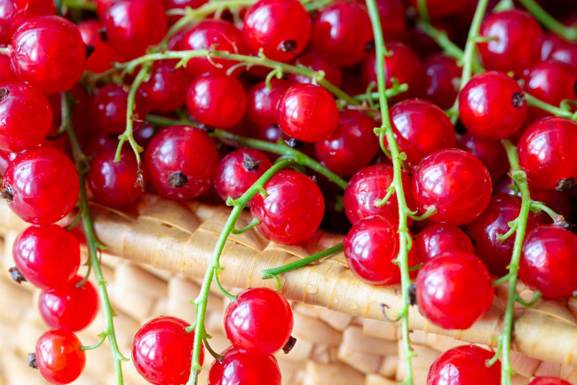 Обои картинки фото еда, смородина, ягоды