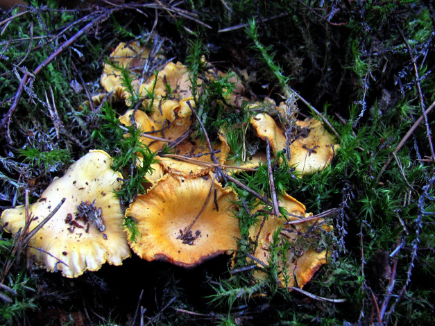 Обои картинки фото природа, грибы, грибная, семейка, лисички