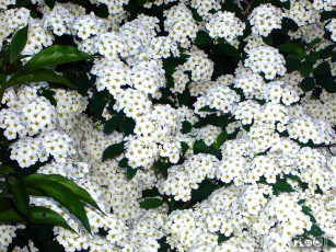 Картинка цветы цветущие деревья кустарники