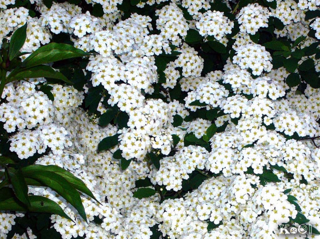 Обои картинки фото цветы, цветущие, деревья, кустарники