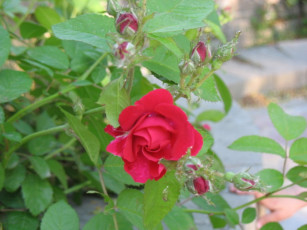 Картинка алая роза цветы розы