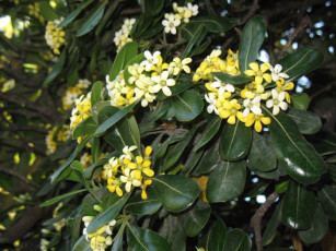 Картинка цветочки цветы цветущие деревья кустарники