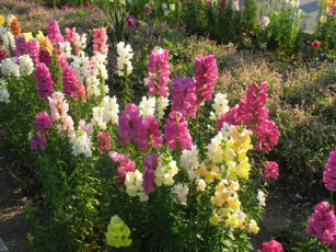 Картинка цветы львиный зев