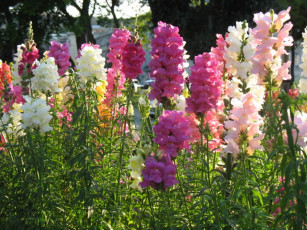 Картинка цветы львиный зев