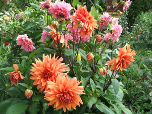 Картинка цветы георгины