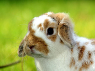 Картинка животные кролики зайцы