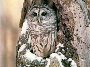 Картинка животные совы