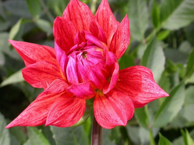 Обои картинки фото цветы, георгины