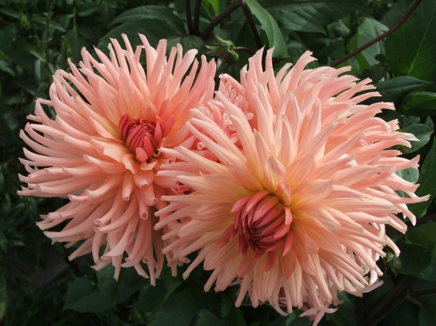 Обои картинки фото цветы, георгины