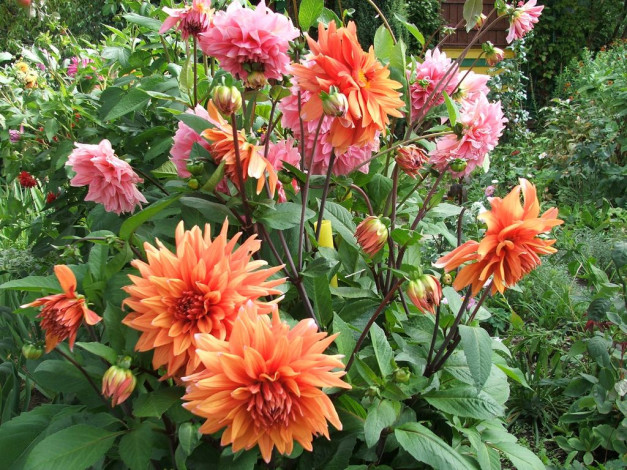 Обои картинки фото цветы, георгины