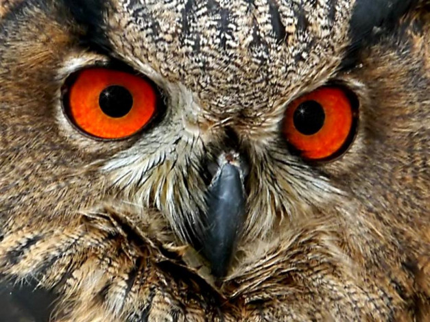Обои картинки фото животные, совы