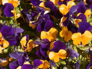 Картинка цветы анютины глазки садовые фиалки