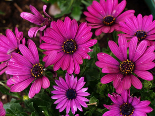 Картинка цветы диморфотеки