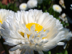 Картинка цветы маргаритки