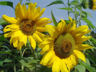 Картинка цветы подсолнухи