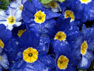 Картинка цветы примулы