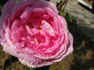 Картинка цветы розы