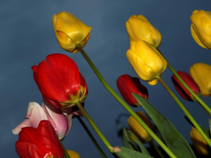 Картинка цветы тюльпаны