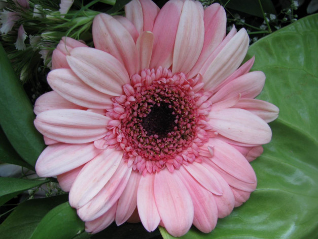 Обои картинки фото цветы, герберы