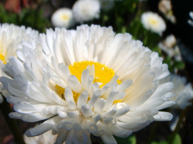 Обои картинки фото цветы, маргаритки