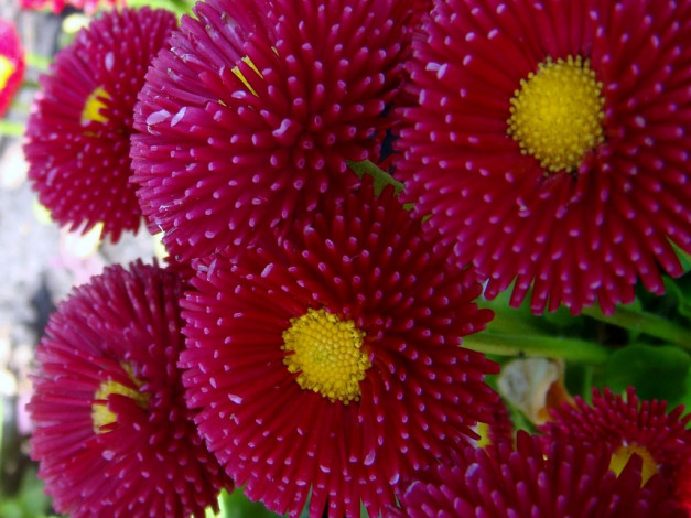 Обои картинки фото цветы, маргаритки