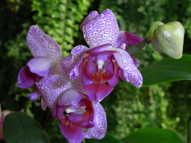 Обои картинки фото цветы, орхидеи