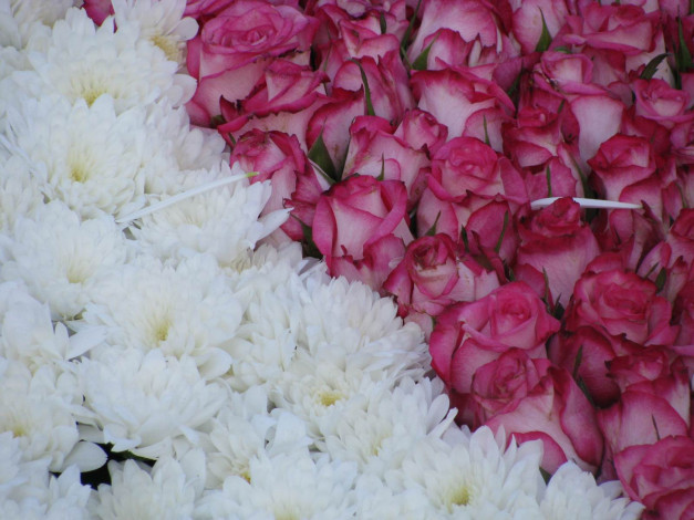 Обои картинки фото цветы, разные, вместе