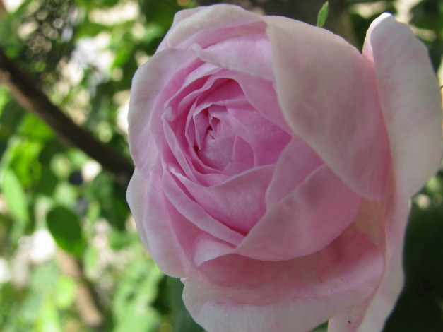 Обои картинки фото цветы, розы