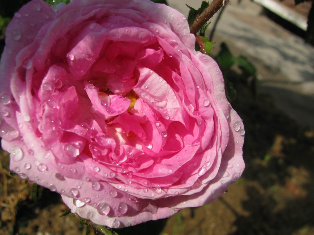 Обои картинки фото цветы, розы