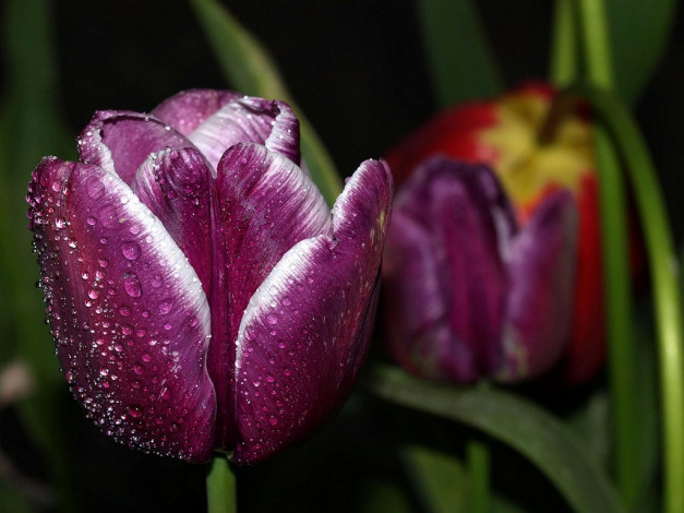 Обои картинки фото цветы, тюльпаны