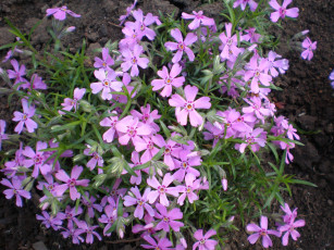 Картинка цветы флоксы