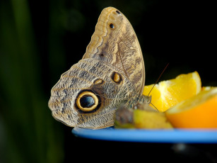 Картинка животные бабочки