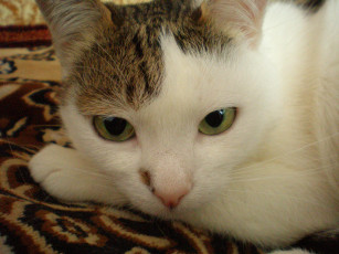 Картинка животные коты