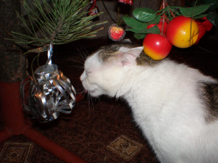 Картинка животные коты