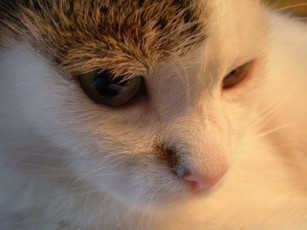 Картинка животные коты