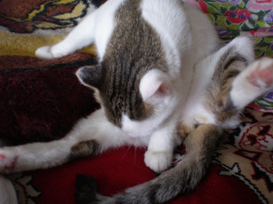 Картинка животные коты