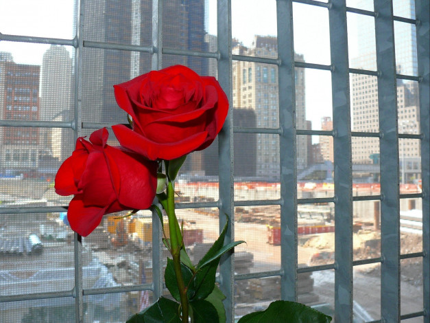 Обои картинки фото цветы, розы