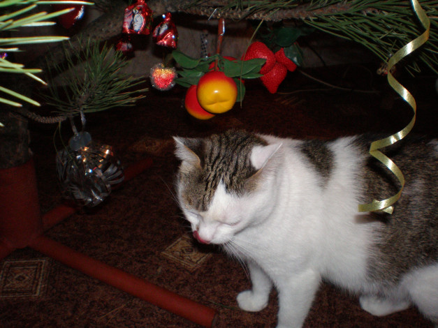 Обои картинки фото животные, коты