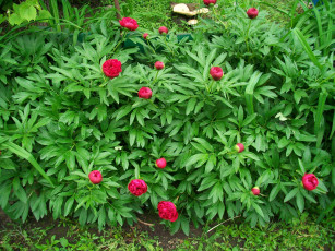 Картинка цветы пионы