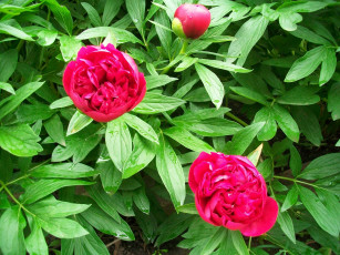 Картинка цветы пионы