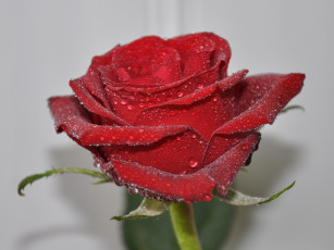 Картинка цветы розы