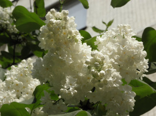 Картинка цветы сирень