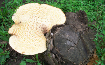 Картинка природа грибы